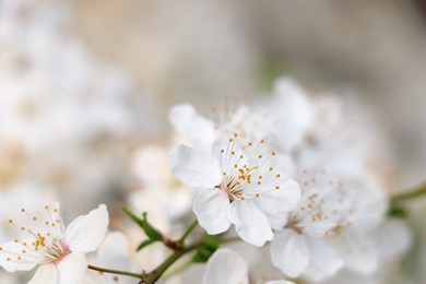 Photo of Cherry tree with white blossoms on blurred background, closeup. Spring season