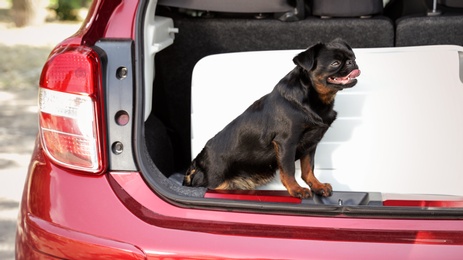 Cute Petit Brabancon dog sitting near suitcase in car trunk