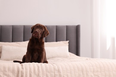 Photo of Cute chocolate Labrador Retriever on soft bed in room, space for text. Lovely pet
