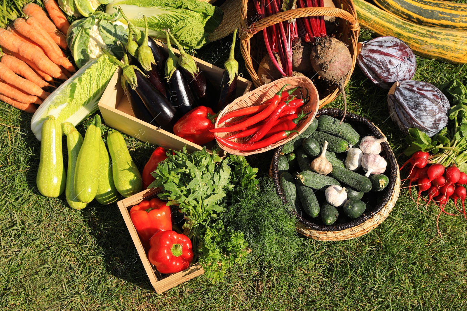 Photo of Different fresh ripe vegetables on green grass, flat lay