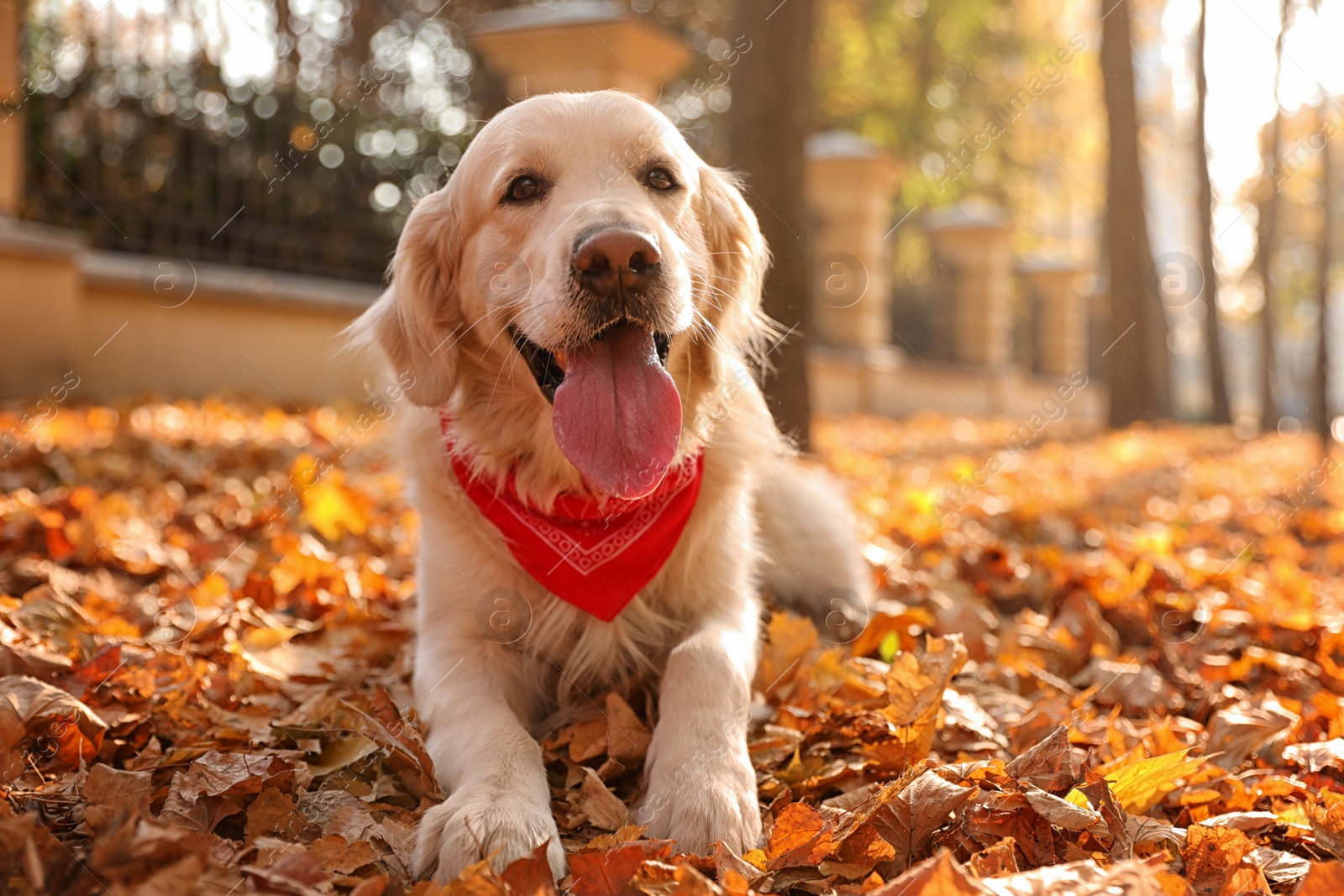 Photo of Funny Golden retriever in sunny autumn park