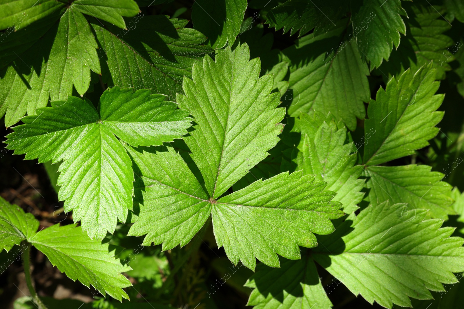 Photo of Many wild strawberry leaves as background, closeup