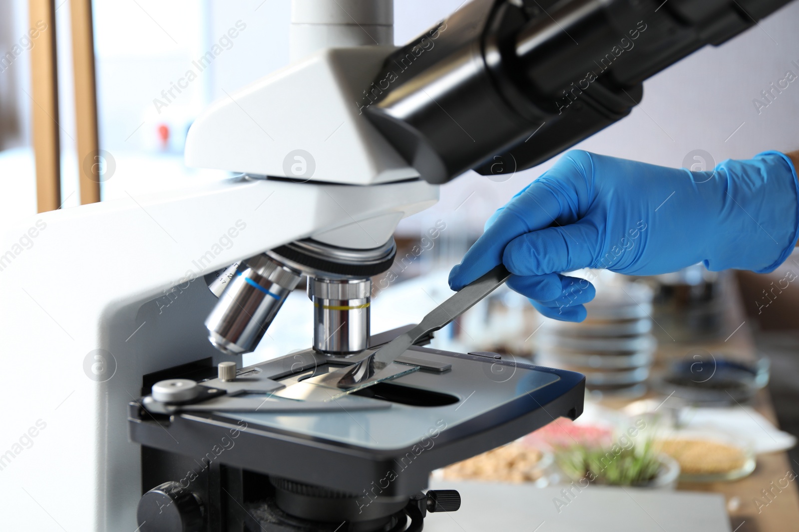 Photo of Scientist working with microscope in laboratory, closeup. Phytopathological analysis