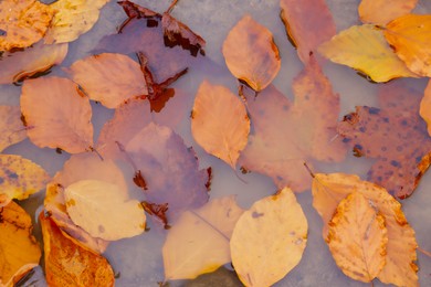 Photo of Beautiful orange autumn leaves in puddle, top view