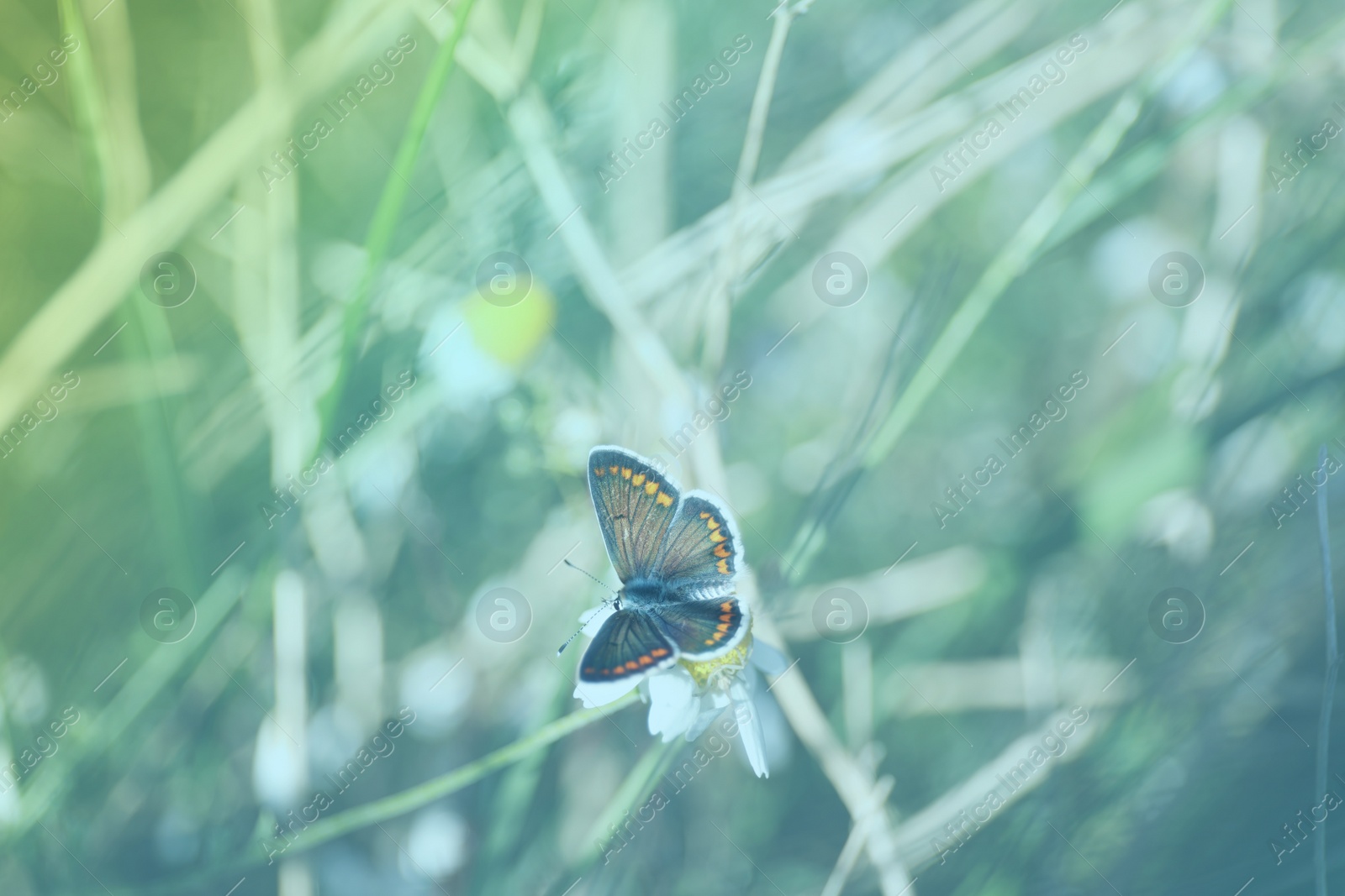 Photo of Beautiful Adonis blue butterfly on flower in field, closeup