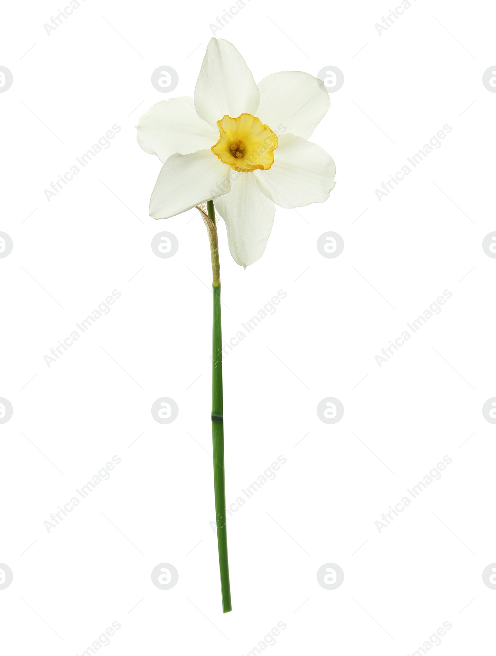 Photo of Beautiful daffodil on white background. Fresh spring flower