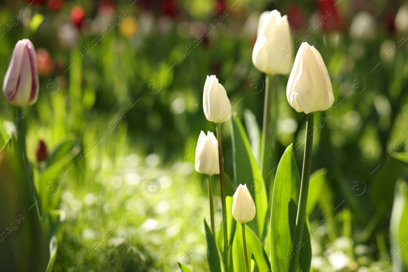 Photo of Beautiful white tulips growing outdoors on sunny day, closeup