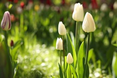 Photo of Beautiful white tulips growing outdoors on sunny day, closeup