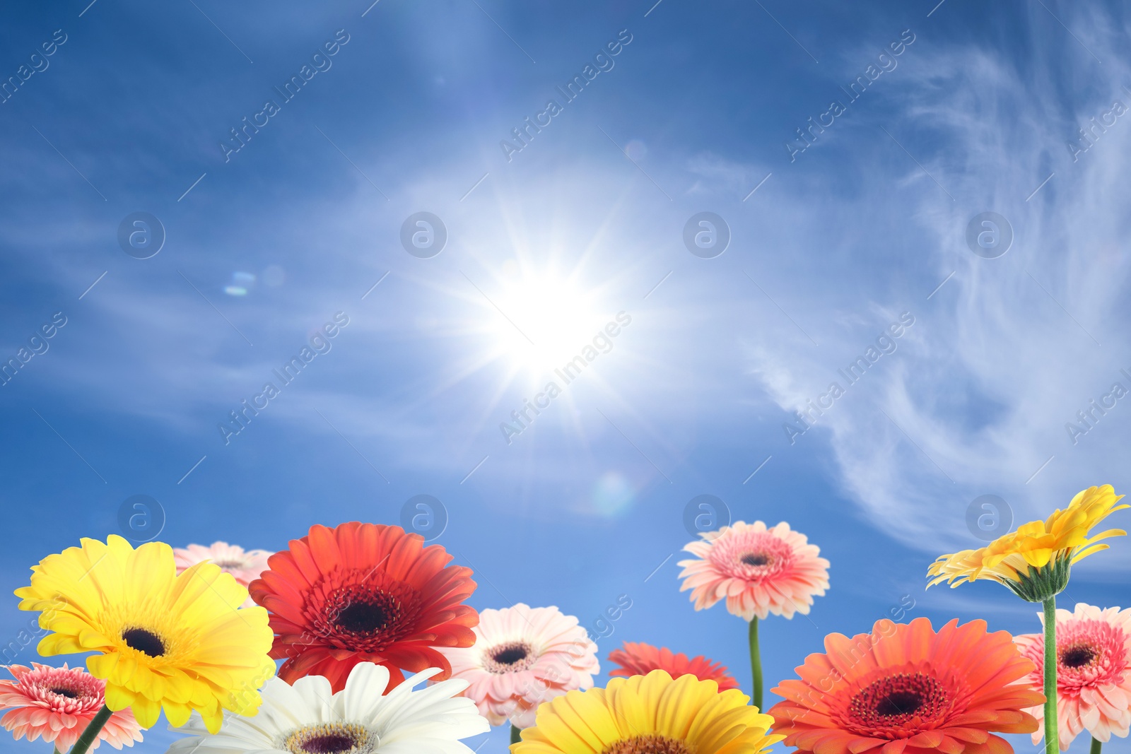 Image of Many colorful gerbera flowers under blue sky on sunny day