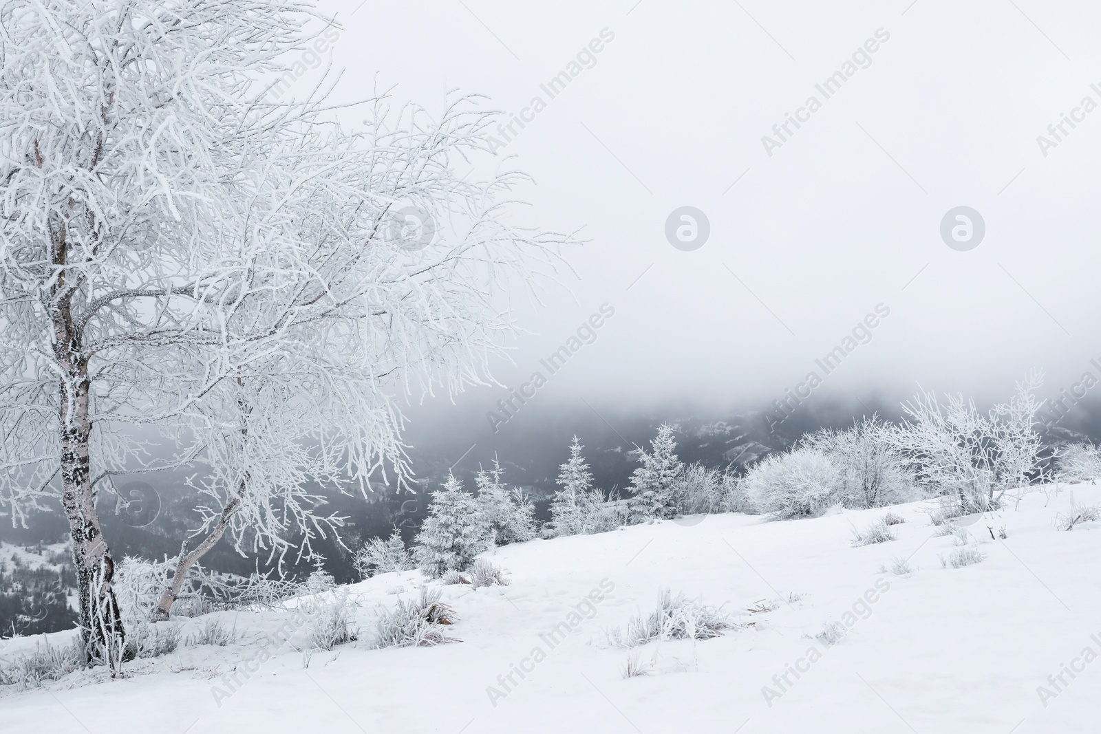 Photo of Picturesque view of trees and plants covered with snow in mountains on winter day