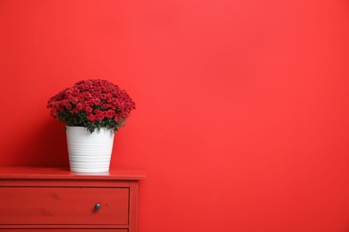 Pot with beautiful chrysanthemum flowers on cabinet against red background. Space for text