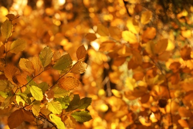 Tree twigs with autumn leaves on blurred background. Space for text