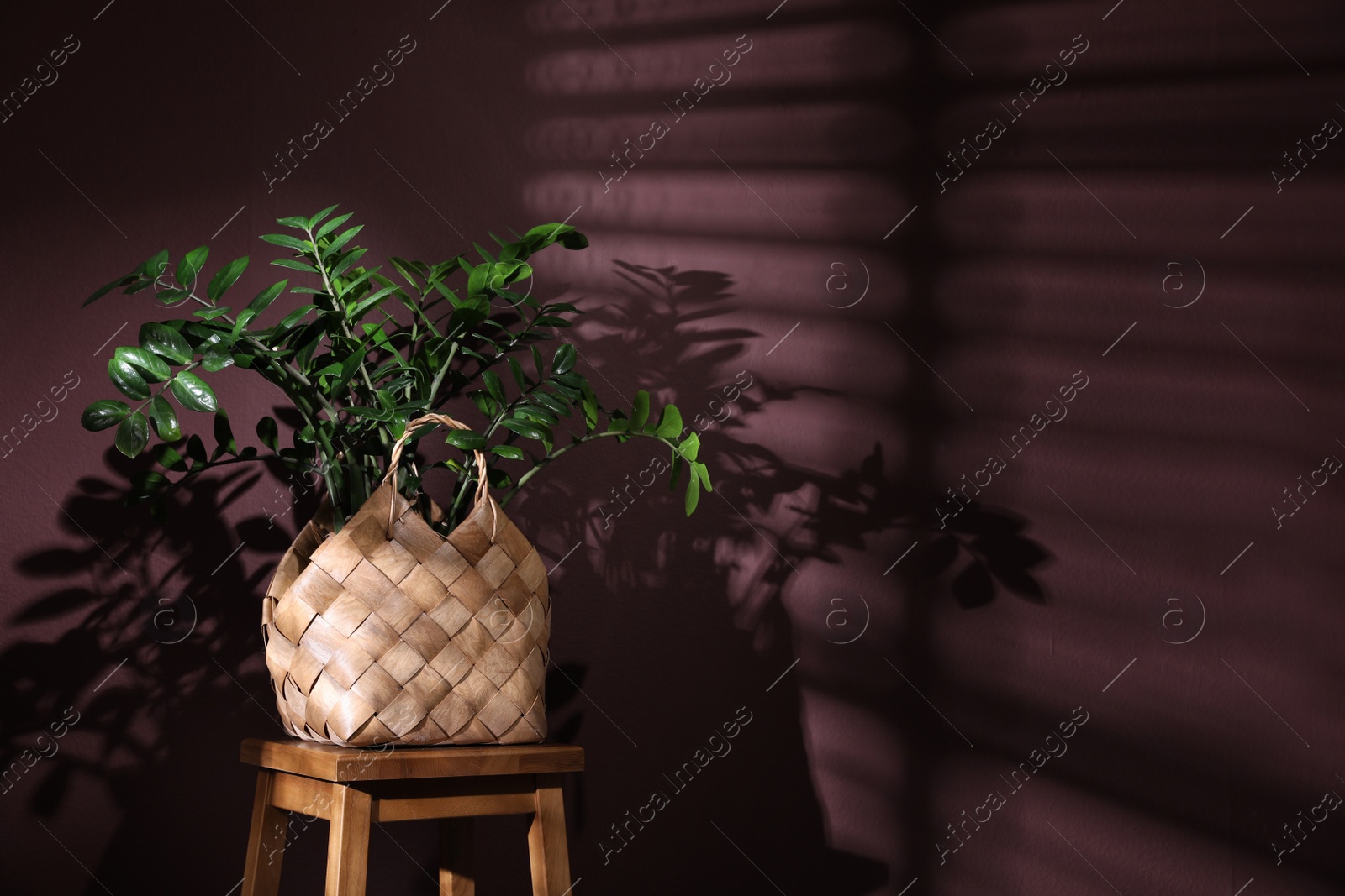 Photo of Stylish wicker basket with green plant on wooden stool near purple wall indoors, space for text