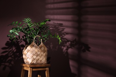 Stylish wicker basket with green plant on wooden stool near purple wall indoors, space for text