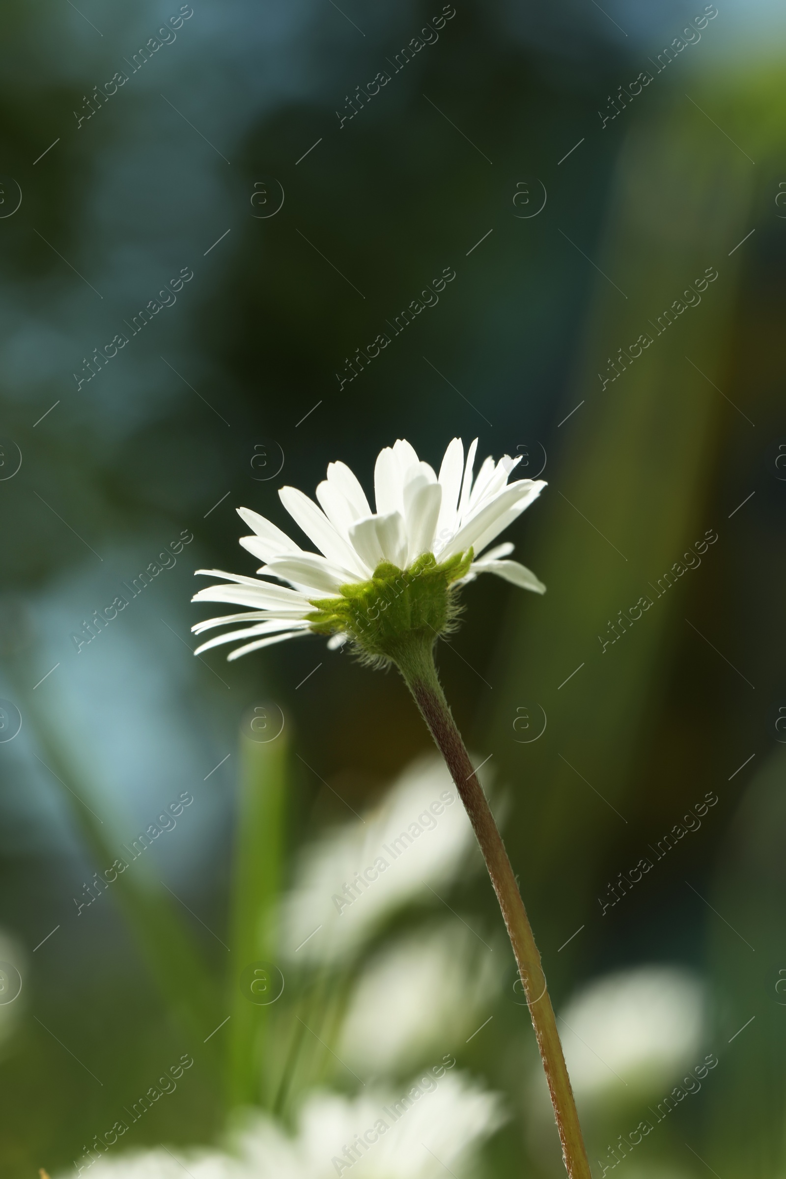 Photo of Beautiful daisy flower growing outdoors, closeup view