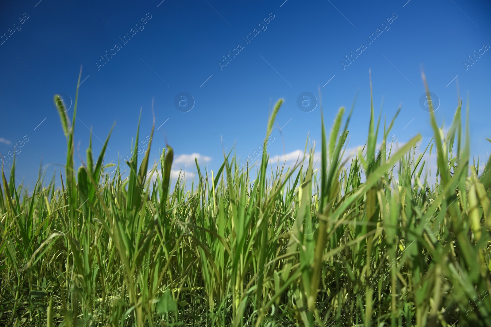 Photo of Green grass in field on sunny day, closeup