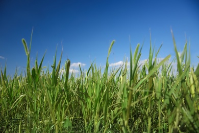 Green grass in field on sunny day, closeup