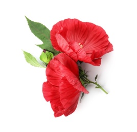 Photo of Beautiful red hibiscus flowers on white background