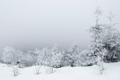 Photo of Picturesque view of trees covered with snow and fog in mountains