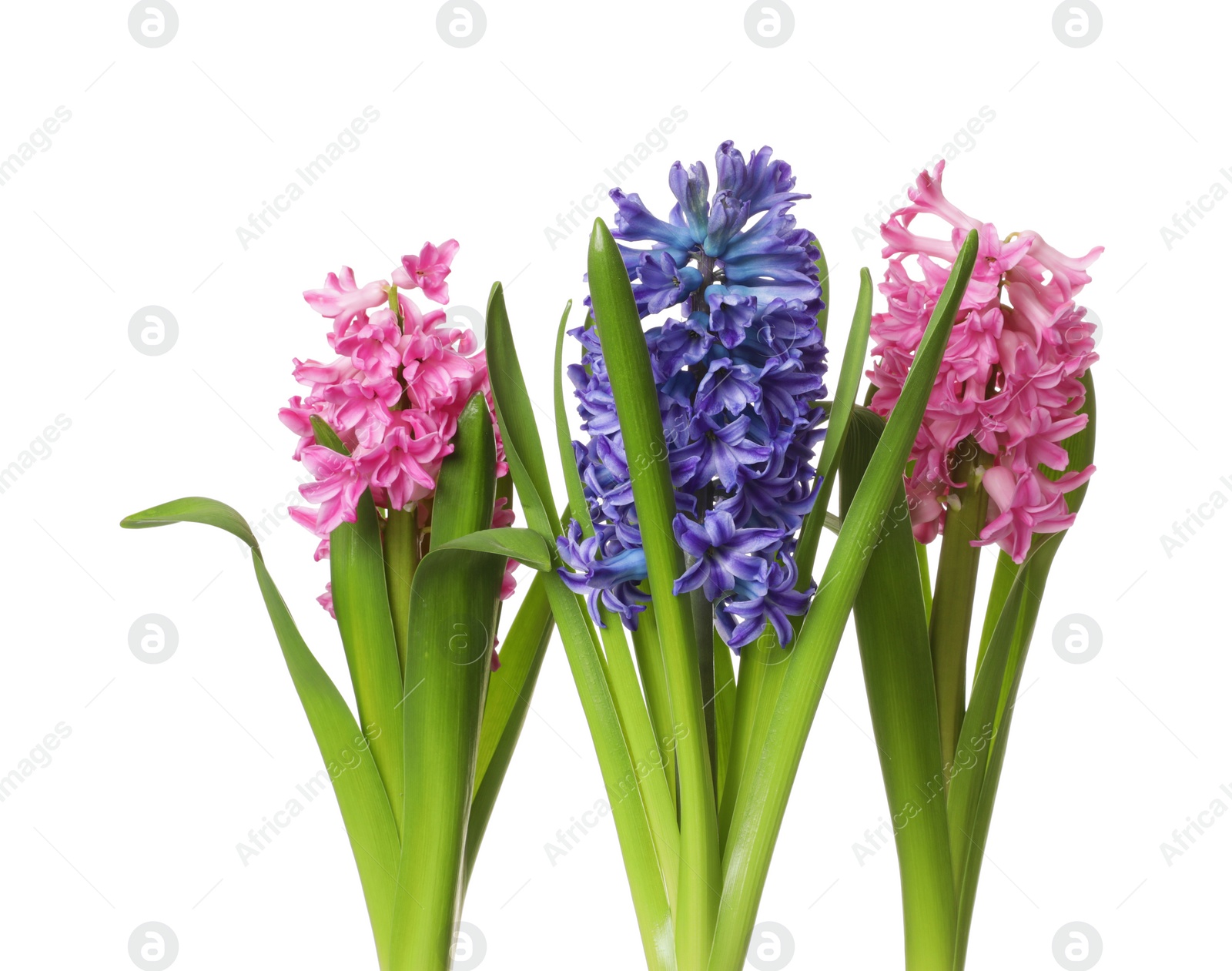 Photo of Beautiful spring hyacinth flowers isolated on white