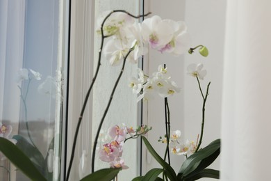 Photo of Branches with beautiful orchid flowers near window, closeup