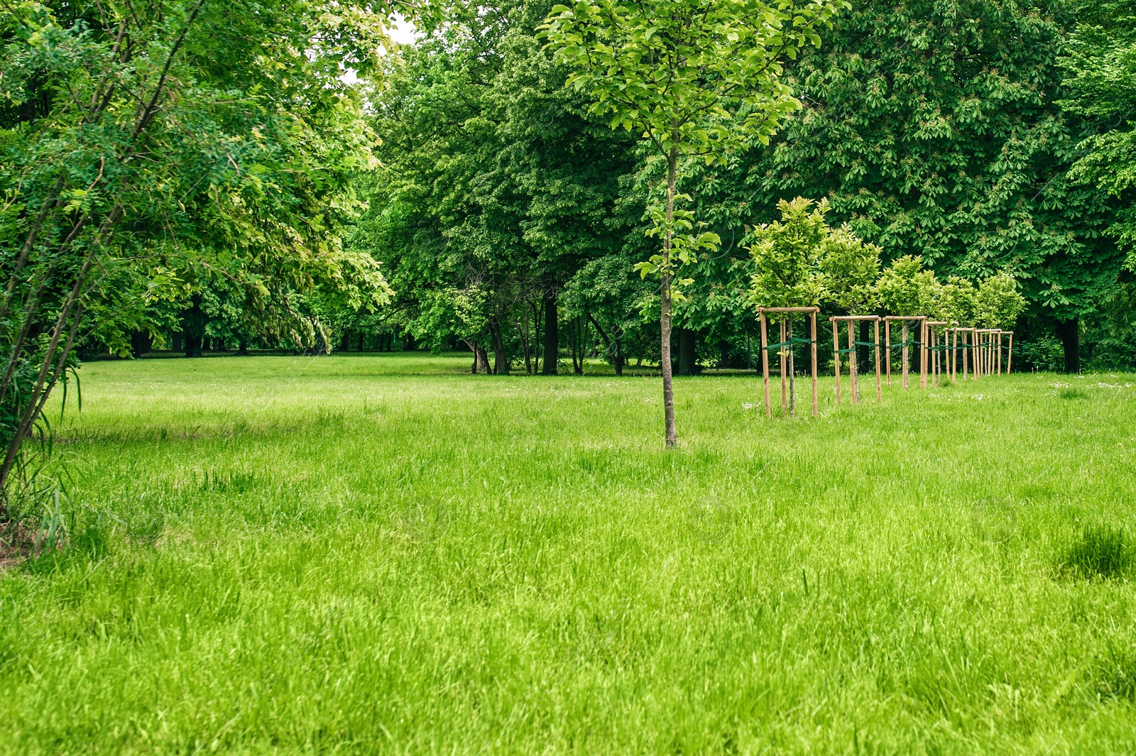 Photo of Beautiful lawn with many trees growing outdoors