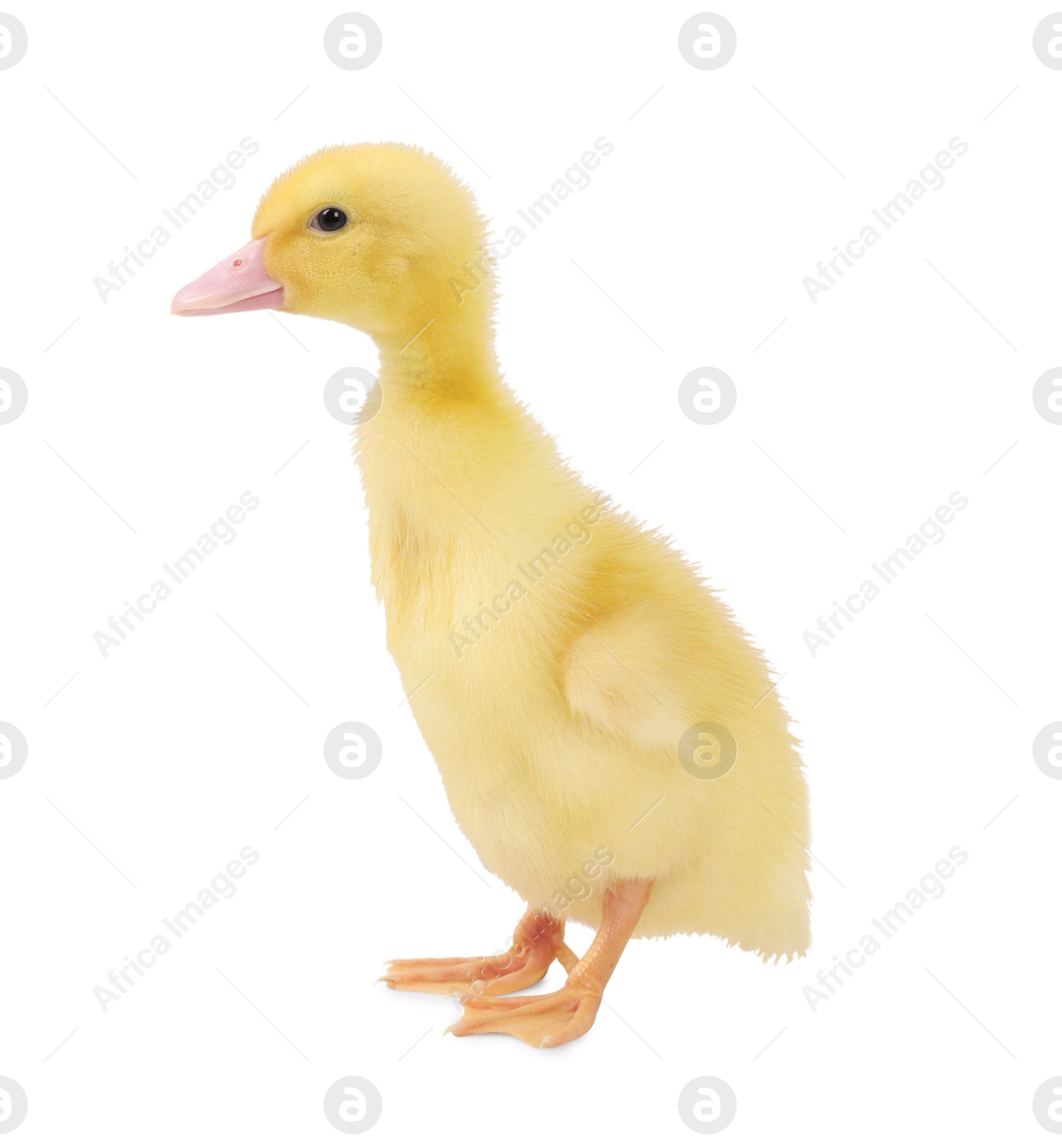 Photo of Baby animal. Cute fluffy duckling on white background