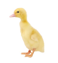 Photo of Baby animal. Cute fluffy duckling on white background