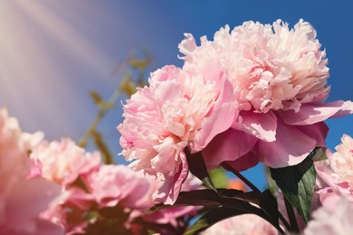 Photo of Wonderful pink peonies in garden against sky, closeup. Space for text