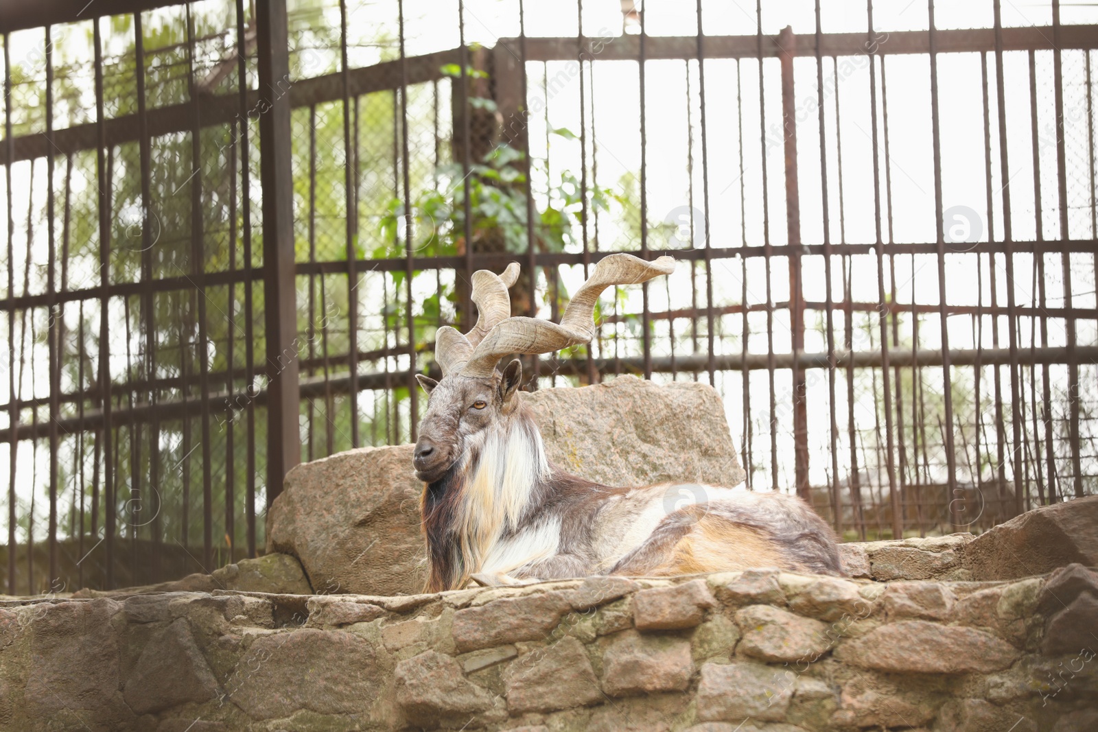 Photo of Beautiful markhor lying on stones in zoo enclosure