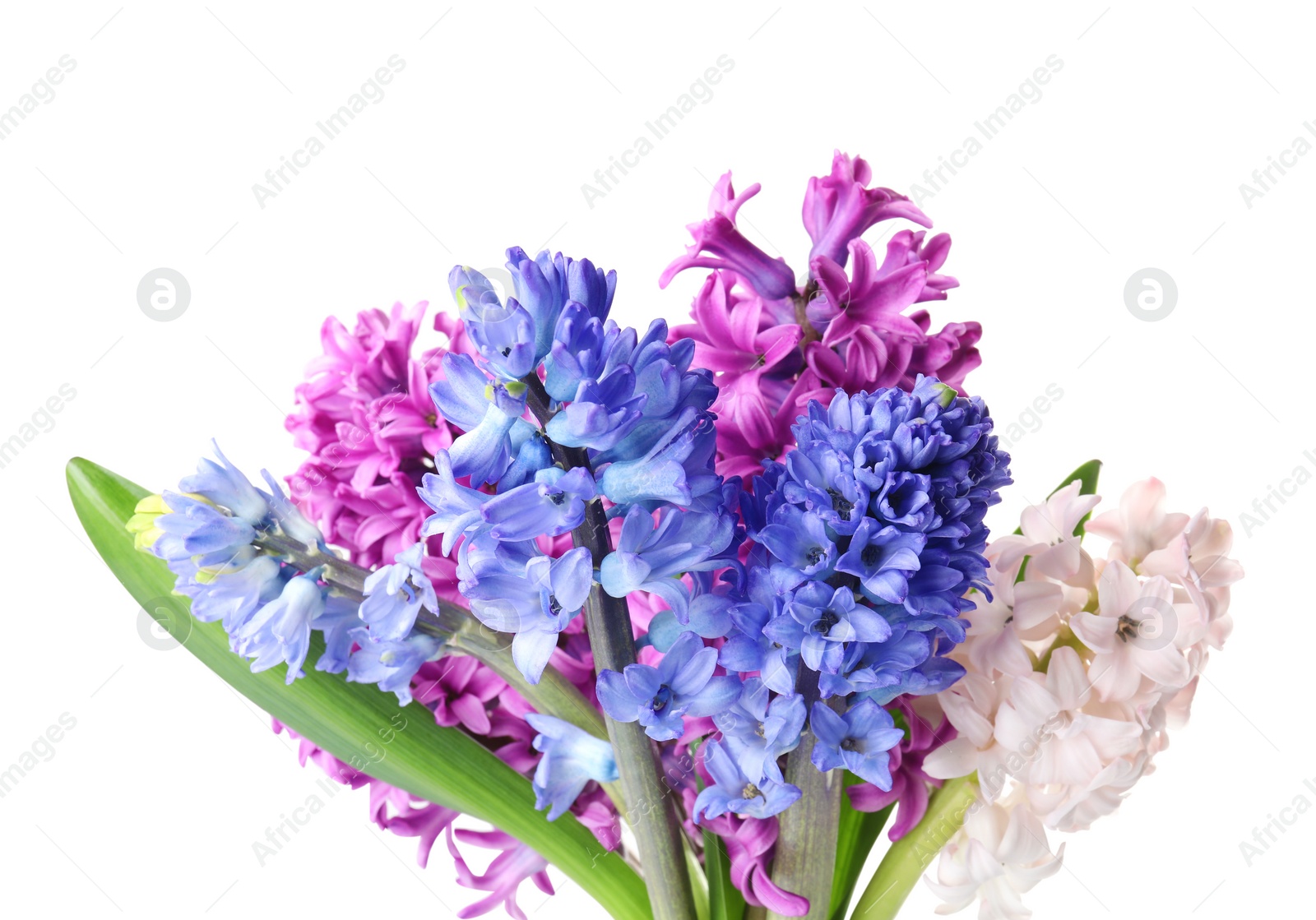 Photo of Bouquet of beautiful hyacinth flowers on white background. Springtime