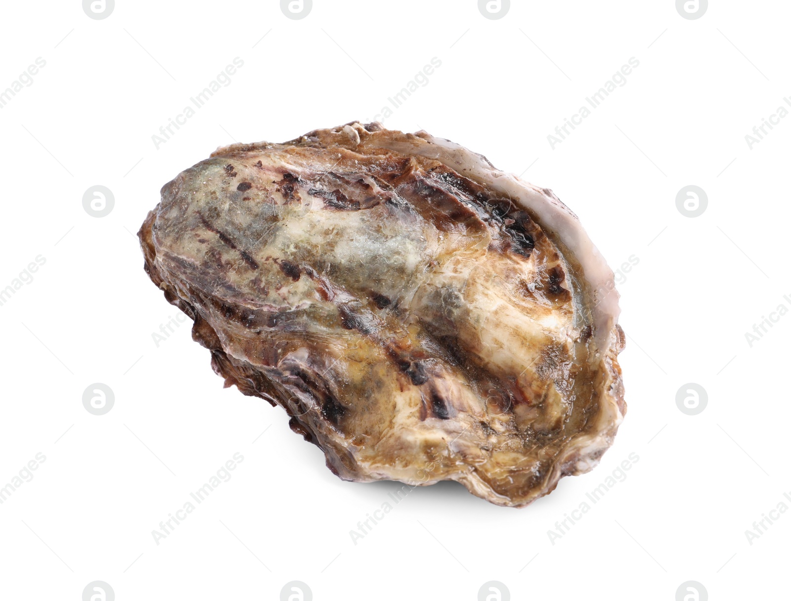 Photo of Fresh raw closed oyster isolated on white