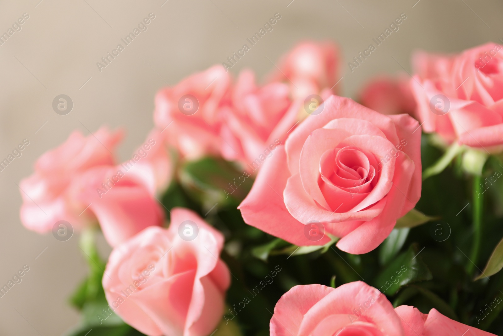 Photo of Bouquet of beautiful roses on blurred background