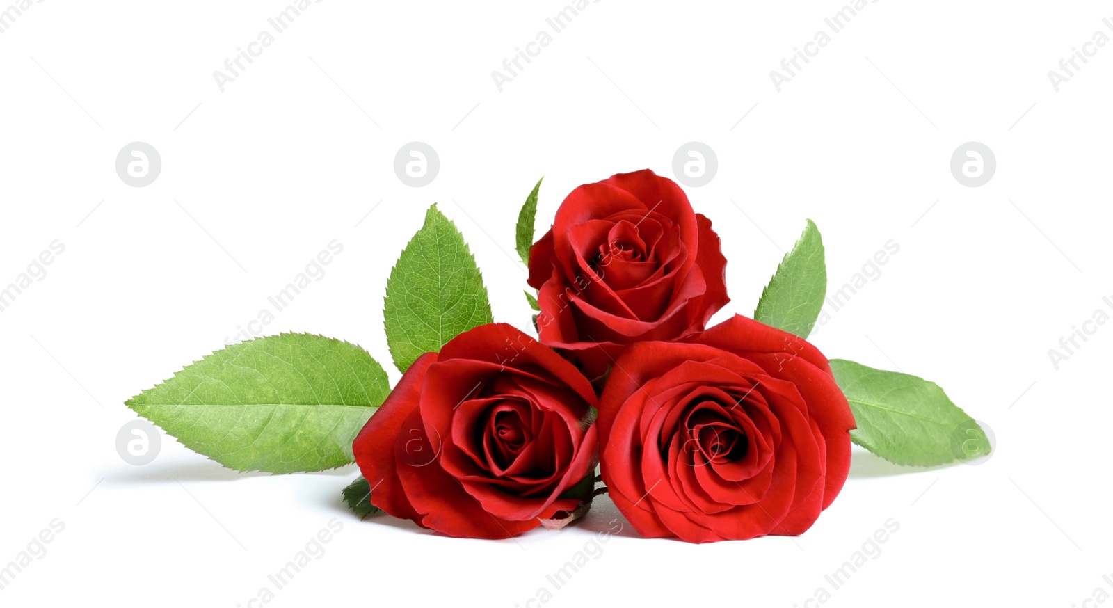 Photo of Beautiful red rose flowers on white background