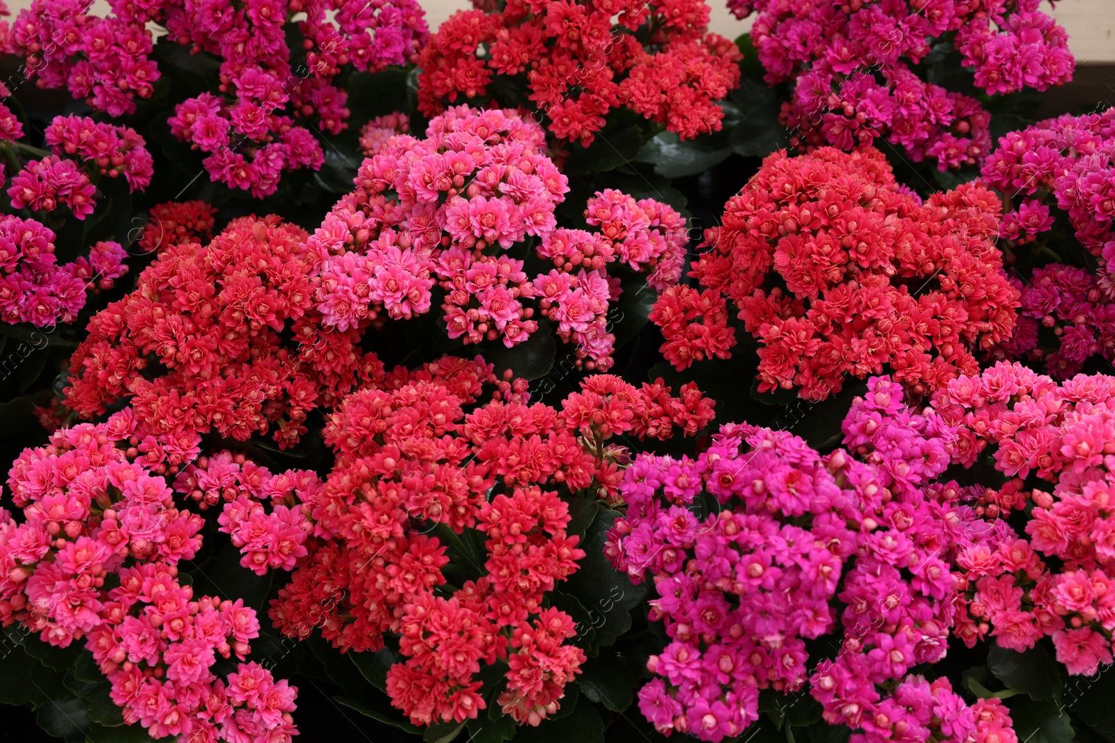 Photo of Many different kalanchoe plants with beautiful flowers, closeup