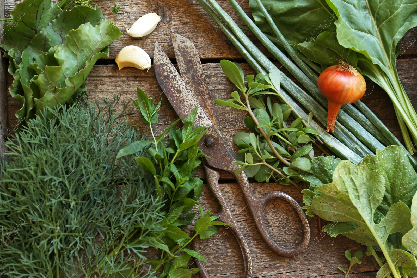 Photo of Flat lay composition with different herbs and rusty scissors on wooden table