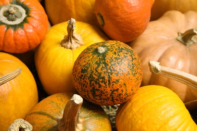 Many fresh ripe pumpkins as background, closeup. Holiday decoration