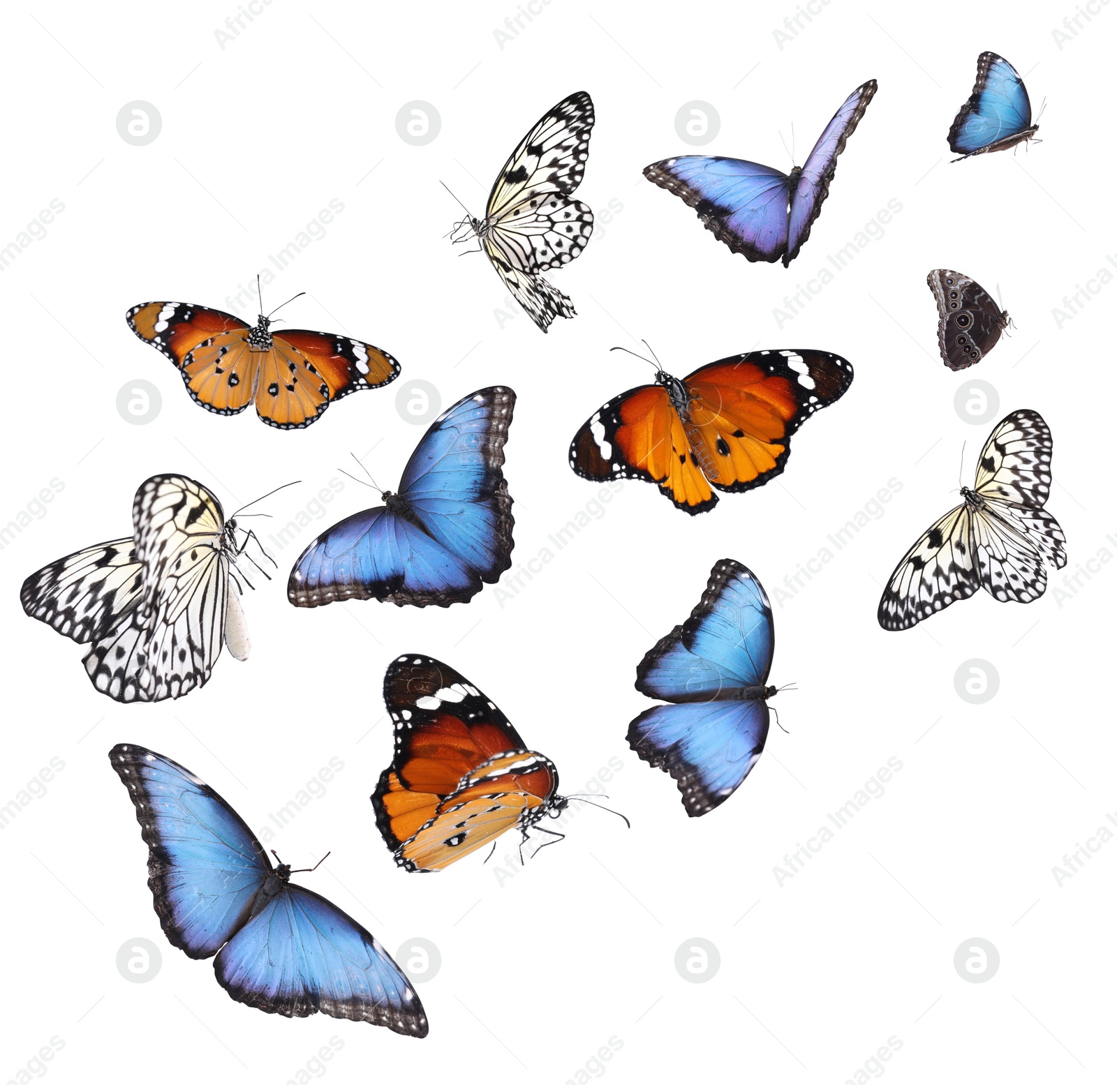 Image of Amazing different butterflies flying on white background