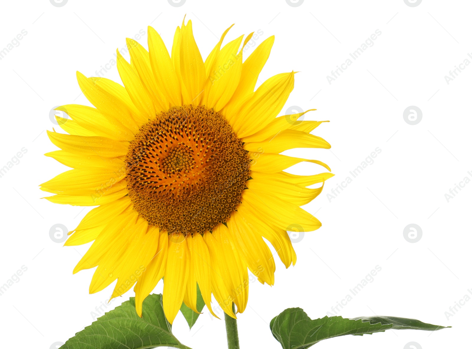 Photo of Beautiful bright blooming sunflower isolated on white