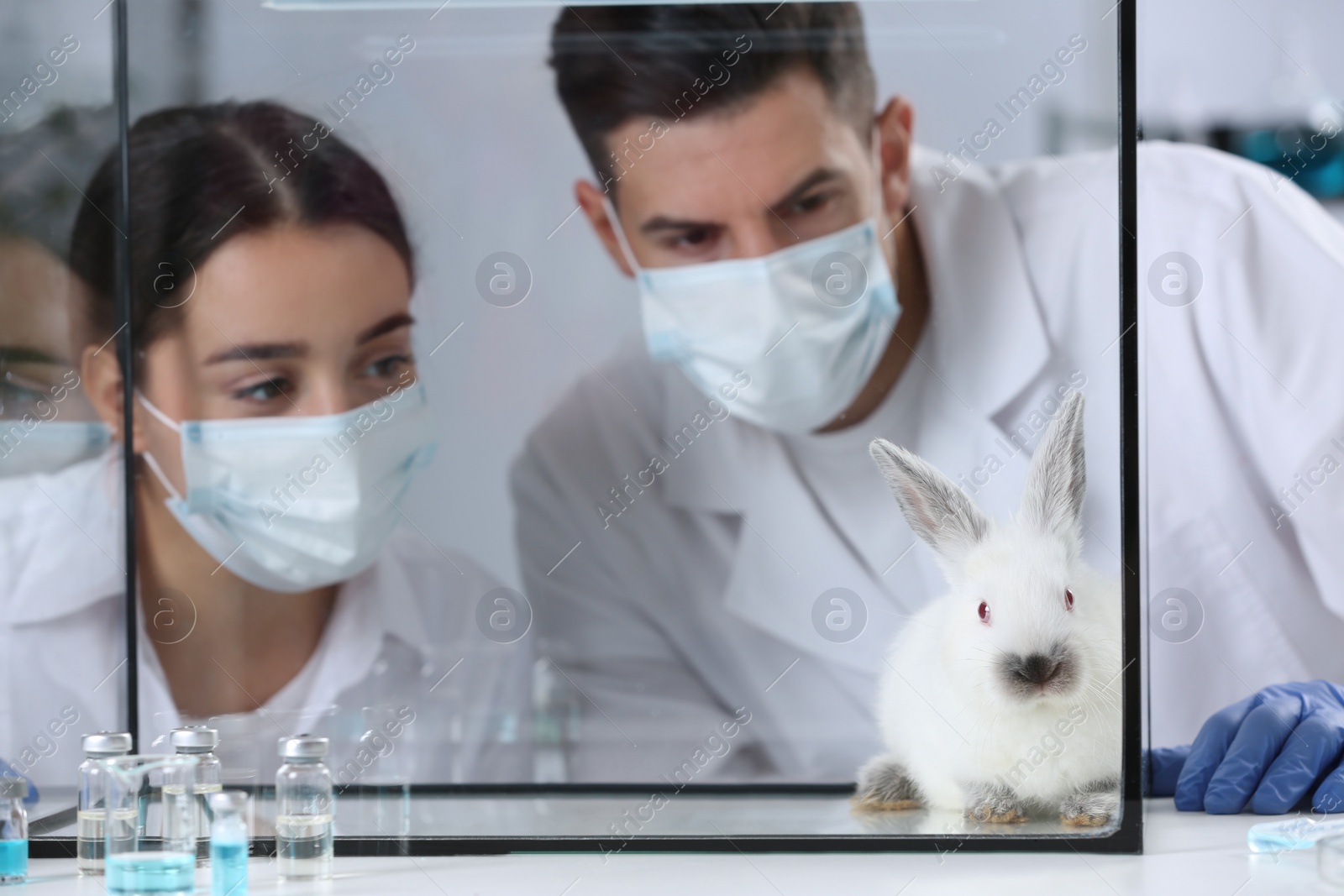 Photo of Scientists observing white rabbit in chemical laboratory. Animal testing