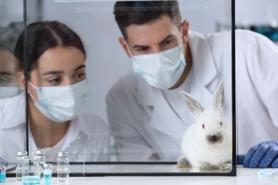 Scientists observing white rabbit in chemical laboratory. Animal testing