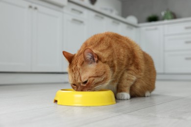 Cute ginger cat eating from feeding bowl at home