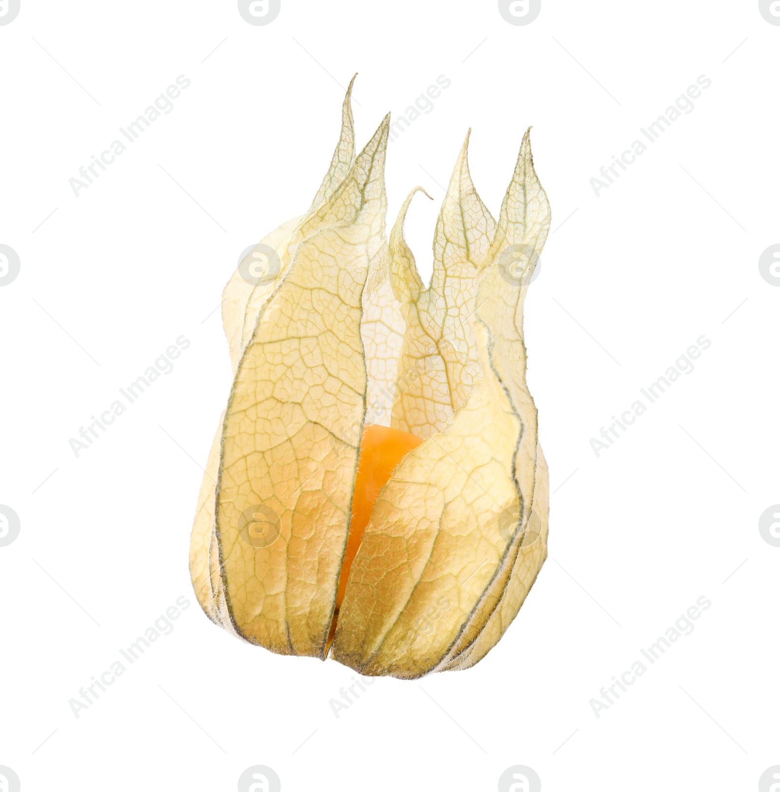 Photo of Ripe physalis fruit with calyx isolated on white