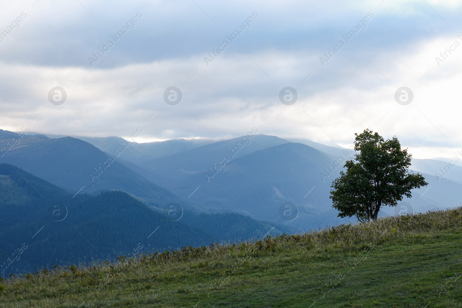 Photo of Beautiful mountains with tree under cloudy sky at sunset. Picturesque landscape