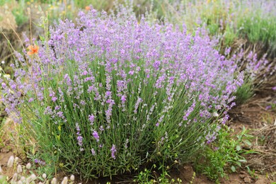 Photo of Beautiful fresh lavender flowers blooming in field
