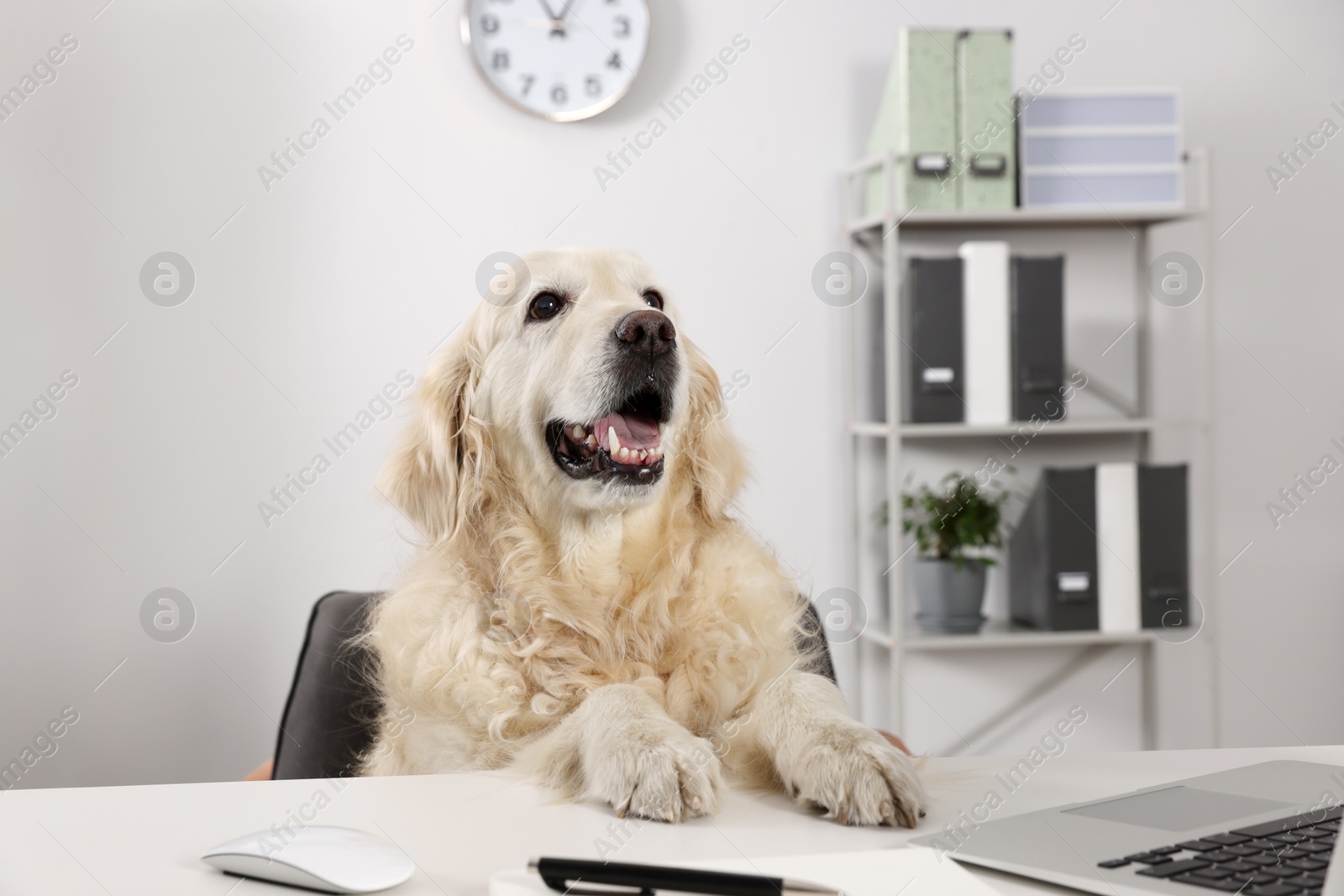 Photo of Cute retriever sitting at table near laptop in office. Working atmosphere