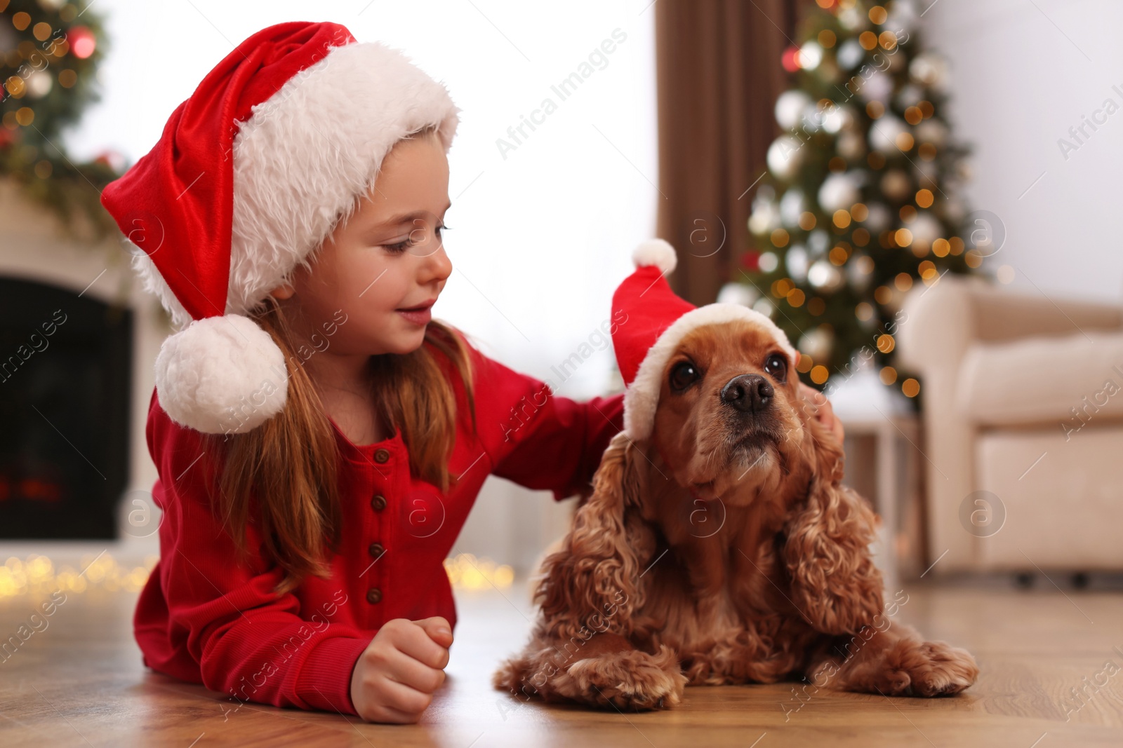 Photo of Cute little girl with English Cocker Spaniel in room decorated for Christmas