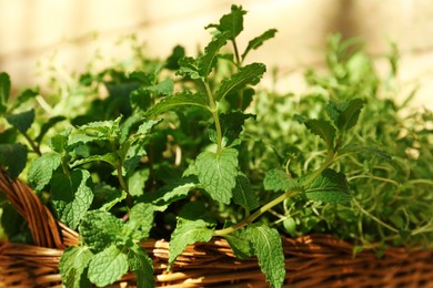 Wicker basket with fresh mint on sunny day, closeup. Aromatic herb