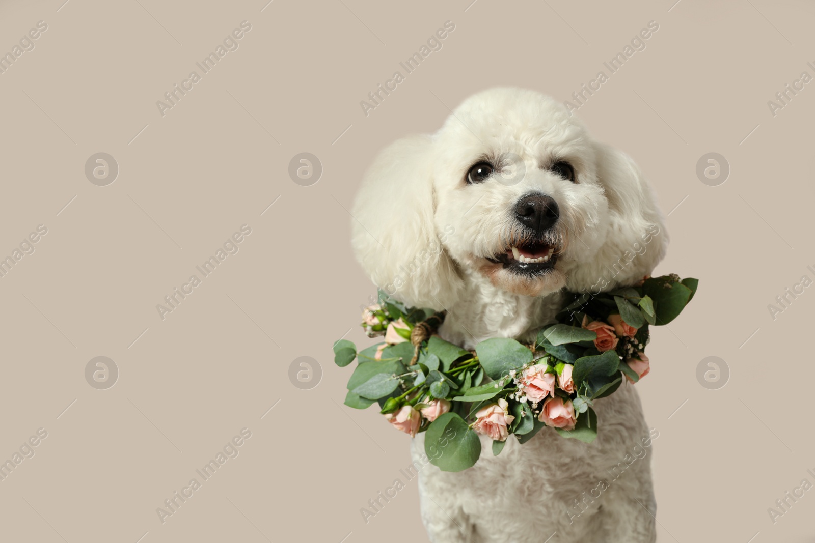 Photo of Adorable Bichon wearing wreath made of beautiful flowers indoors, space for text