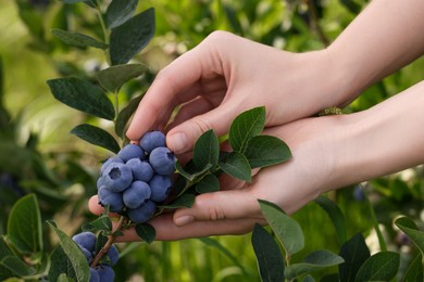 Photo of Woman picking up wild blueberries outdoors, closeup. Seasonal berries
